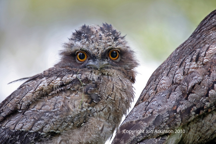 Tawny Frogmouth Tawny Frogmouth